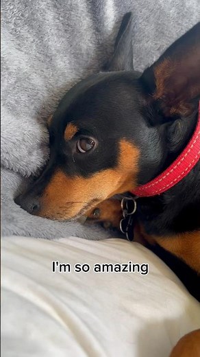 Cute Min Pin is so amazing 🤩🥰😂 #miniaturepinscher #dogshorts #minpin #funnydogsvideos #funnydogs