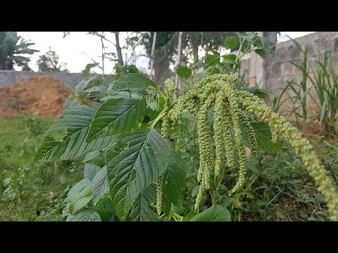 AMARANTHUS: Surprising Health Benefits You Should Know / Medicinal Plants / The Rural Life