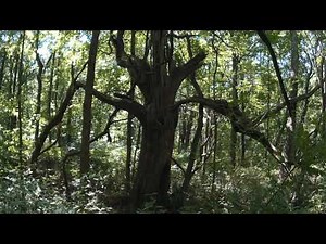 Audio only! Deep, gruff sounding male voice.