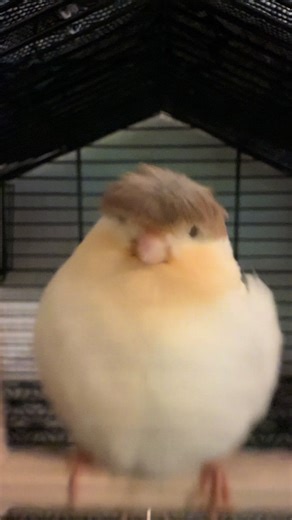 Swinging into Happiness: A Joyful Canary Moment