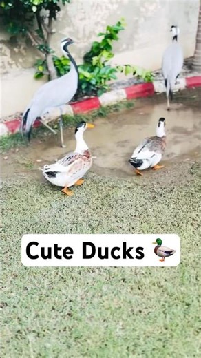 Cute Funny Ducks Enjoying😘😂🦆😂🦆😂