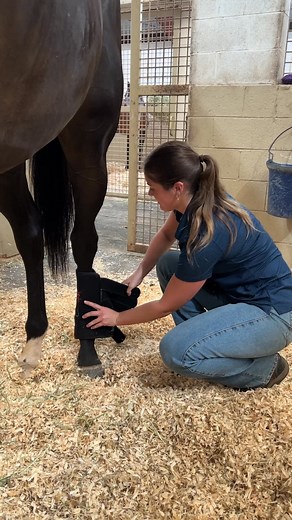 Meet some of our interns! Our interns play a vital role in the day to day rehab of the horses here, all under the supervision of KESMARC staff. This hands-on approach affords them the opportunity to learn about standard treatment protocols, alternative therapies, and newly emerging treatment options during their time with us. By the end of the internship, each intern should be able to evaluate a horse and formulate a treatment plan based on that horse’s injury. Don’t miss your opportunity to par