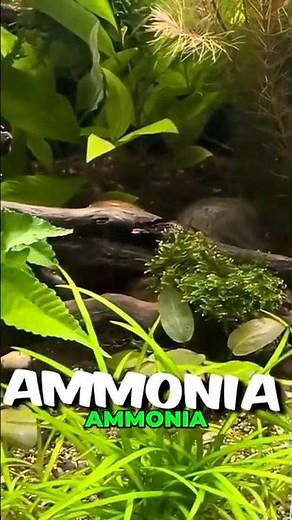 Eliminate Ammonia!
