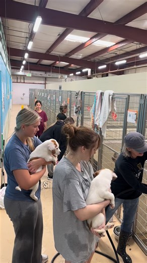 Hot Diggity Doggie Camp on Instagram: "One Hundred and Nineteen dogs! 💕🐾 Today community volunteers bathed 119 shelter dogs! 119 dogs recieved one on one attention, good touch time and came out cleaner. 🥰 Two pups with terribly matted coats got hair cuts from some wonderful local groomers! Several long term dogs got a splash of color to catch an adopter’s eye. For the volunteers, it’s a few hours of tough, dirty work- but it’s so rewarding knowing you gave so many dogs the attention and love