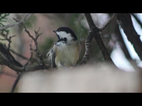 Black-capped Chickadee #blackcappedchickadee #birds #nature #wildlife #birdwatching