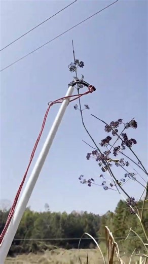 Smart Way to Cut High Tree Branches Safely #diy #lifehacks #treecutting #fypシ