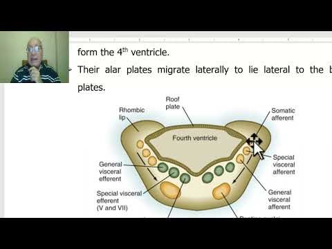 Anatomy of CNS Module in Arabic 2024 (Columns of cranial nerves nuclei, part 1), by Dr. Wahdan.