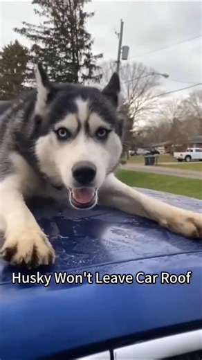 Dogs Having The Best Worst Day Ever 😂🐶 #funnydogvideos #funnydogs #funny #dog