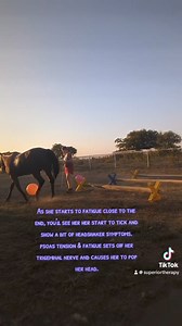 Follow along with me through a more advanced corrective exercise session... When I’m working with horses that are used to doing my basic corrective exercises, I try to incorporate new things to make them more challenging and interesting. It also helps to keep clever horses from knowing “the drill” and makes them listen to where you are placing them. Glory is 10 weeks post- surgery to remove a large OCD from her left stifle. I wanted to include a workout in real time so you can see her weak areas