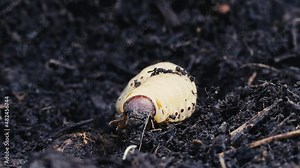 Goliathus goliatus Goliath beetle Giant fruit Maybug larvae, Scarabaeidae Cetoniinae larvae