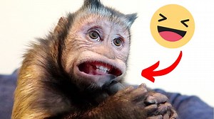 318K views · 4K shares | MonkeyBoo figured out how to turn on the vacuum blower and had us rolling on the floor laughing!  We think we have found this funny monkey's new favorite toy... | MonkeyBoo | Facebook