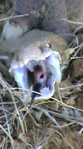 Levantine Viper (Macrovipera lebetina) 🐍 | One of the Middle East’s Most Dangerous Snakes