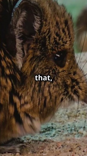 Etruscan Shrew: The Tiniest Mammal By Weight 🤯 #animals #love #nature