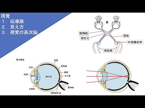 【視覚：伝導路・高次脳機能障害・見え方（視交叉）】解剖学・生理学　理学療法士　作業療法士　看護師　国家試験　国試