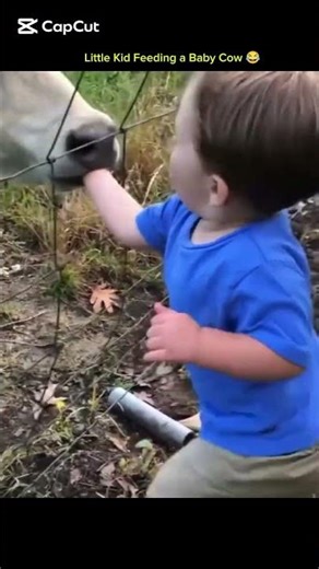 Little Kid Feeding a Baby Cow 😂 #viral