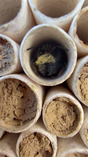 Osmia (#ape solitaria) si riposa nel nido #bee #osmiabee #osmia