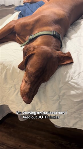 Tiring Out Both Vizslas: A Fun Puppy Day