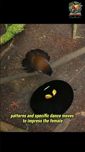 Master of the Love Dance: Bird-of-Paradise's Incredible Display! 🕺🐦 | Animal Mating