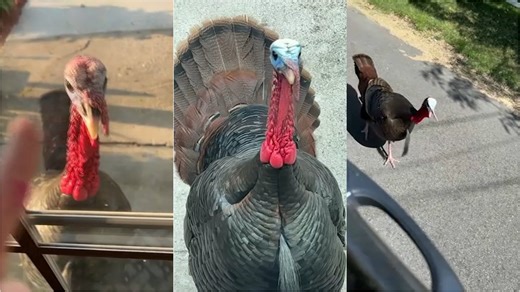 Aggressive Turkeys Cause Trouble in Woburn Neighborhood