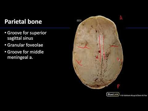 Cranial Cavity and Brain - General Osteology