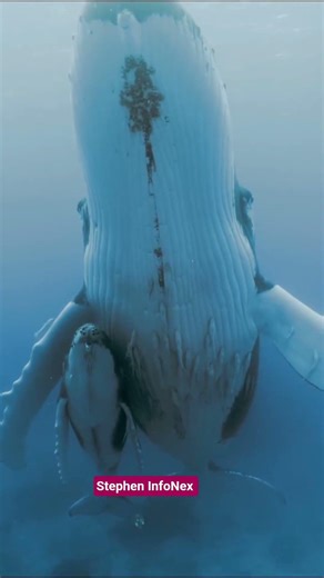 🐋 திமிங்கில குட்டி எப்படி ஒரு நாளில் 100KG வரை வளருது?