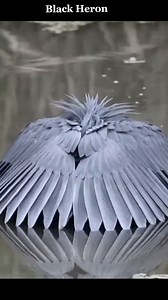 291K views · 10K reactions | Black Heron! ::::::::::::::::::::::: Did...