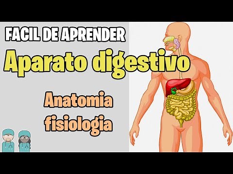 DIGESTIVE SYSTEM Summary ✅- Structures and Functions BETTER EXPLAINED