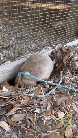 Prairie Dog Caught Red-Handed Digging a Hole
