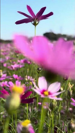 Walking Through a Field of Cosmos Flowers 🌸 | Peaceful Nature Vibes