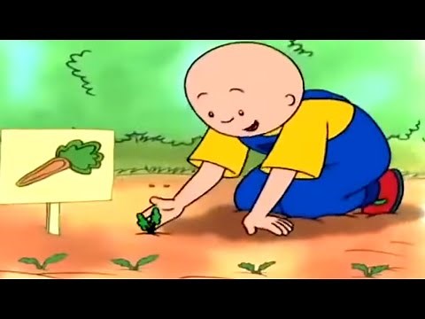 Caillou et les Carottes | Caillou en Français