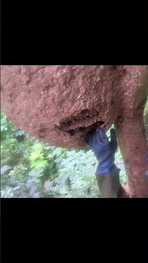 #bees #honeybeesting #bee #wildbees #honeybeedance #honey #workerbee