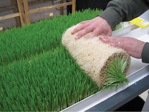 [Hot Item] Fodder Grass Machine Hydroponic Nft Growing System