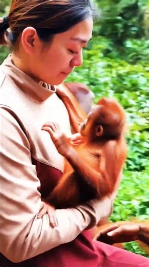 Did This Orangutan Just Let Her Baby HUG a Human?! 😭🦧🤗 | First-Time Jungle Miracle