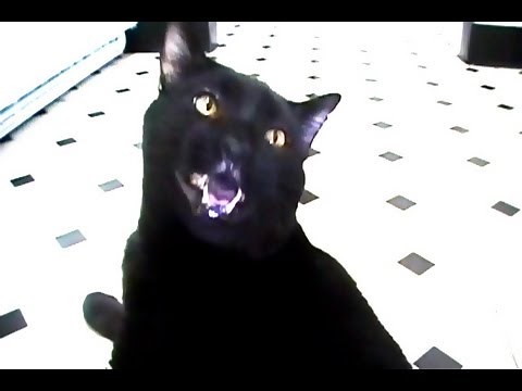 Mean Kitty Cat Won't Move