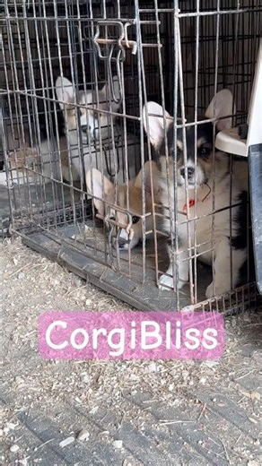 Corgi puppies crate train nap time corgis with TAILS #corgiswithtails #nodocking #corgi