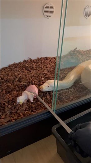 My Burmese Python Eating RAW Chicken (Satisfying) 🤩🐍 #shorts #snake #reptile