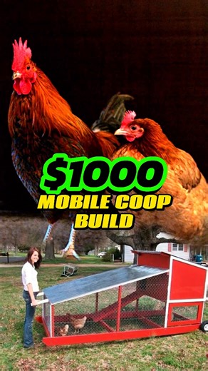 Our Latest DIY Chicken Coop Adventure! We Built An Affordable Mobile Coop That Makes It Easy To Move The Flock Around And Keep Your Yard Healthy. Ready To Try It Yourself This Spring? Comment "COOP" For Our Step-By-Step Instructions And Get Building! #diycoop #chickencoop #homesteading #rurallife #affordablebuild #mobilecoop #backyardchickens #farmprojects #sustainableliving #diyfarm #offgrid #sustainablehomestead #happychickens #chickenmom #urbanchickens #homesteadersofamerica #chickentherapy #