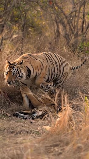 Seeing an entire tiger family thrive in the tall grasses is an exceptional sight. At first, only a shadowy silhouette flickers between the golden blades—striped and silent, like a living whisper. Then, gradually, the others appear: the tigress, proud and graceful, moves with fluid strength, her muscles rippling beneath her radiant coat. Behind her, two cubs tumble and play, full of clumsy energy and wide-eyed wonder, while the male lingers at the edge, watchful and calm, his sharp eyes scanning 