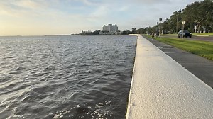 Check out this awesome video of an alligator swimming in Tampa Bay this morning. Thank you to Brad Hall for sending this to us! | ABC7 Sarasota - WWSB