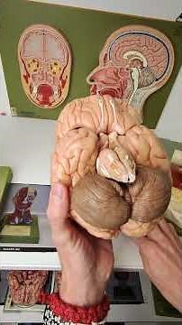 Visual pathway injuries #anatomy