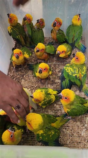 Colorful Baby Sun Conures – So Cute & Playful | AS Bird Point