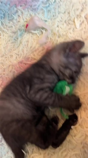 Meet Softie 🖤✨ I named her Softie because not only is she a total heartmelt of a young cat, but her smoky coloring reminds me of a super soft tee shirt. You know, the shirt you’ve loved for years and have washed a thousand times, so the coloring is a little faded and the fabric a little worn, but it’s the coziest thing you own? Soft-tee. Softie. That’s her! Silky, comfy, beloved and one of a kind. Softie and her friends are our newest fosters! To be honest, it has been a challenge for me and An