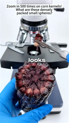 Corn kernels under the microscope.
