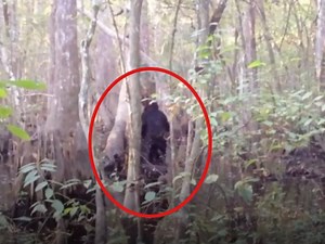BIZARRE: Best footage ever recorded shows the infamous 'Bigfoot'