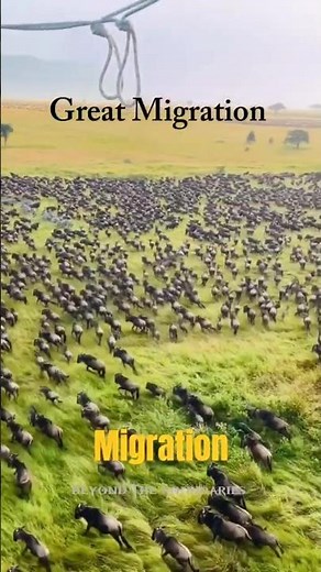 Why Millions of Animals Migrate Every Year