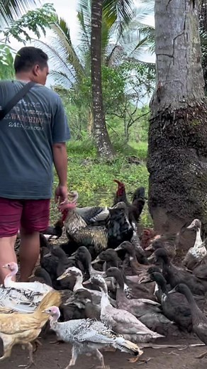 Freerange Chicken Turkey Duck Farming #farming #buhayprobinsya #buhaybukid #musicby@iksonmusic | Farming Business Atbp