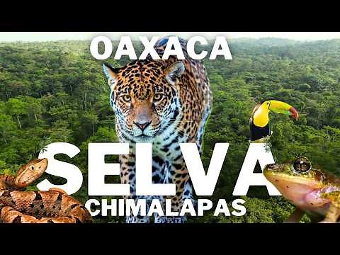 Jaguar Paradise: Exploration in the Chimalapas Jungle - Oaxaca