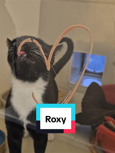 💔 110 days in our care. 0 applications. 💔 Roxy has now been waiting 110 days for her forever home, and we can’t understand why. Roxy came into our care from a multi-cat household along with her kittens. Her babies have all gone on to find their happily ever afters, and now it’s finally Roxy’s turn. She is a truly affectionate and lovable girl who enjoys fuss and attention once she feels comfortable. You’ll often find her relaxing in her outdoor pod, enjoying some peaceful downtime. Roxy can be
