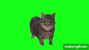 OIIAOIIA CAT but in 4K on Make a GIF