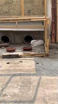 Rabbit & turtle race #foryou #viralvideo #rabbits #turtle #minivlog #petsvlog